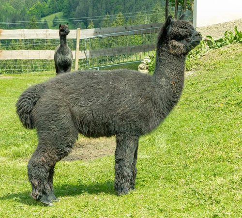 Elfenwald_Alpakas-173-web811